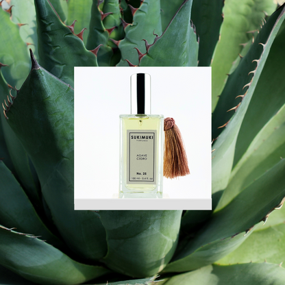 No. 25 AGAVE | CEDRO